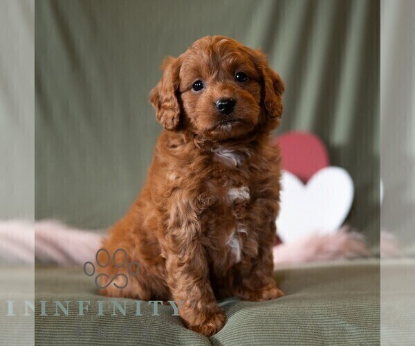Medium Photo #5 Cavapoo (Miniature) Puppy For Sale in DORNSIFE, PA, USA