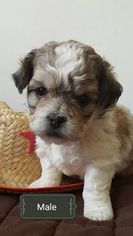 Peke-A-Poo-Unknown Mix Puppy for sale in ATHENS, WI, USA