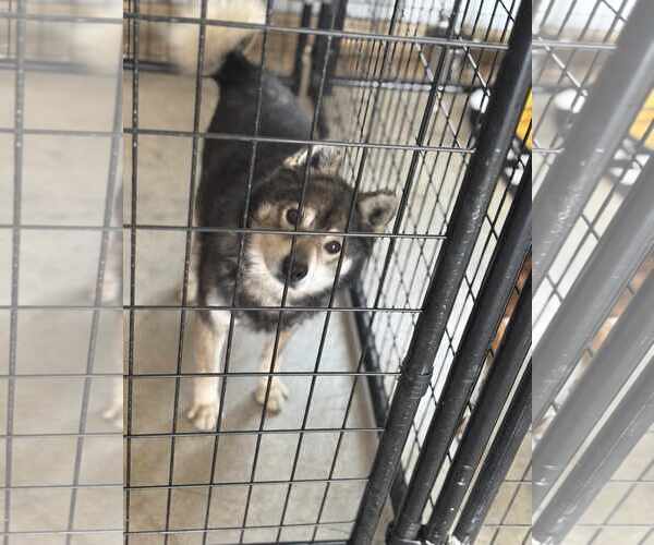 Medium Photo #1 Huskies -Pomeranian Mix Puppy For Sale in Waterloo, IA, USA