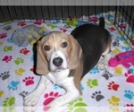 Small #6 Beagle