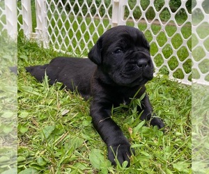 Cane Corso Puppy for sale in FULTONVILLE, NY, USA
