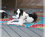 Small #4 Australian Shepherd Mix
