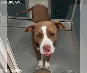 American Pit Bull Terrier-Unknown Mix Dogs for adoption in Oklahoma City, OK, USA