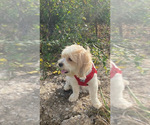 Small Photo #1 Morkie-Poodle (Miniature) Mix Puppy For Sale in BUCKEYE, AZ, USA