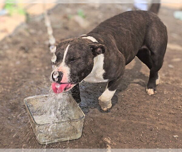 Medium Photo #3 American Pit Bull Terrier Puppy For Sale in Stanhope, NJ, USA