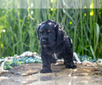Small #2 Cocker Spaniel