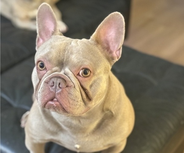 Medium Photo #1 French Bulldog Puppy For Sale in MIAMI, FL, USA