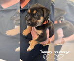 Small #1 American Pit Bull Terrier-German Shepherd Dog Mix