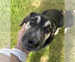 Scruff - Male German Shepherd Dog-Unknown Mix Dog for Adoption - Photo #4