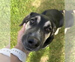 Small Photo #4 German Shepherd Dog-Unknown Mix Puppy For Sale in Springdale, PA, USA