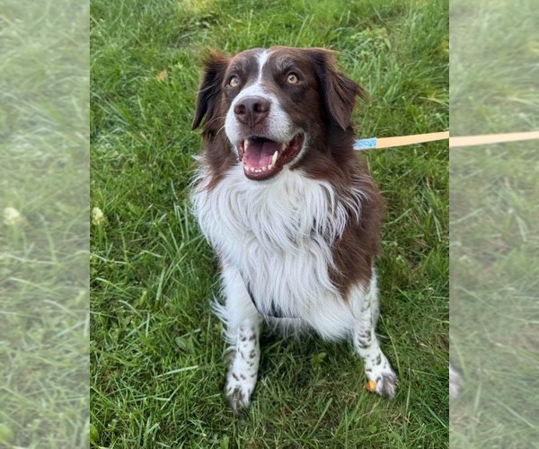 Medium Photo #2 Aussiedor Puppy For Sale in Muskegon, MI, USA