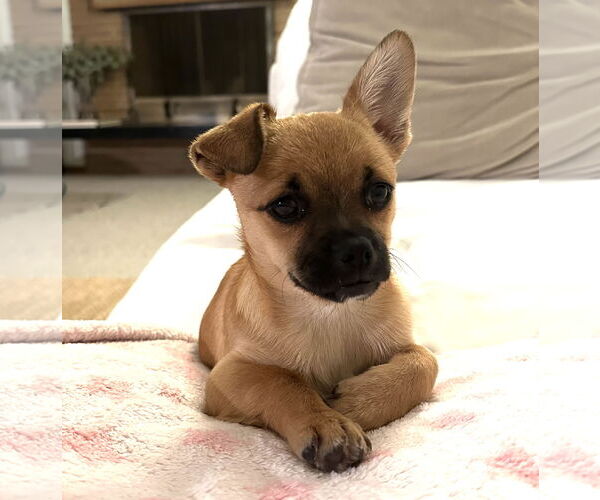 Medium Photo #1 Chiranian Puppy For Sale in Bellevue, WA, USA