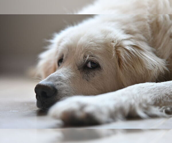 Medium Photo #6 Great Pyrenees Puppy For Sale in Spring, TX, USA