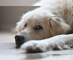 Small #5 Great Pyrenees