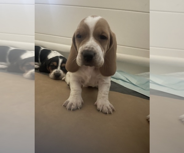 Medium Photo #7 Basset Hound Puppy For Sale in MISSOURI CITY, TX, USA