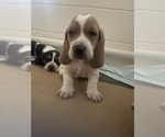 Small Photo #7 Basset Hound Puppy For Sale in MISSOURI CITY, TX, USA