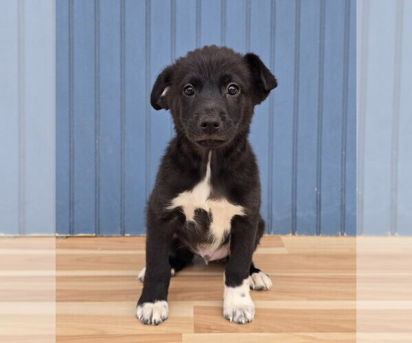 Medium Photo #2 Labrenees Puppy For Sale in Lakewood, CO, USA