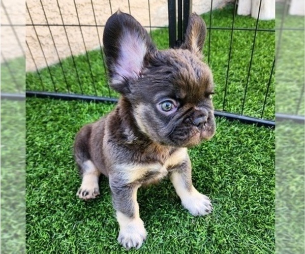 Medium Photo #16 French Bulldog Puppy For Sale in LAS VEGAS, NV, USA