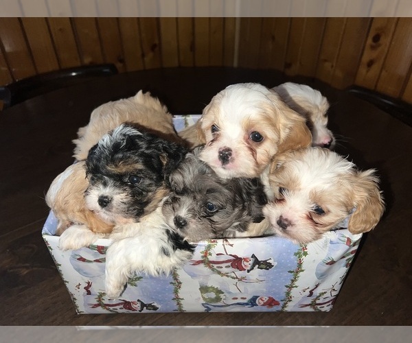Medium Photo #7 Cavapoo (Miniature) Puppy For Sale in QUINCY, MI, USA