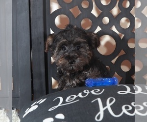 YorkiePoo Puppy for Sale in MOUNT VERNON, Ohio USA