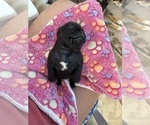 Small #1 French Bulldog
