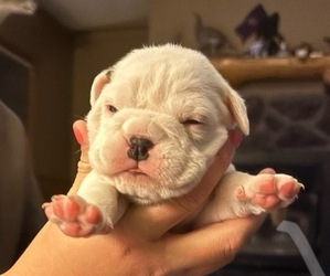 Medium Olde English Bulldogge