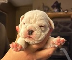 Puppy Hazel bear Olde English Bulldogge