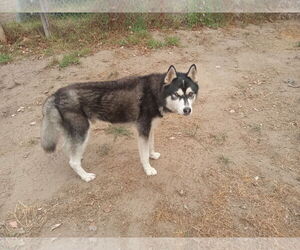 Fargo - Male Alusky Dog for Adoption - Photo #3