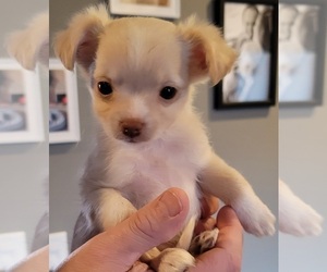 Chihuahua Puppy for sale in OREGON, WI, USA