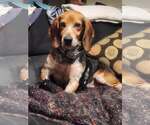 Small #2 Beagle