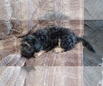 Small Photo #6 Poovanese Puppy For Sale in AMADO, AZ, USA