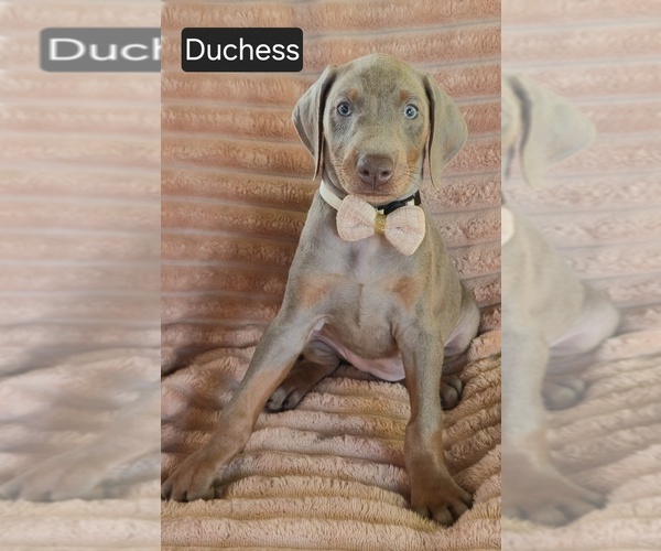 Medium Photo #4 Doberman Pinscher Puppy For Sale in ALBANY, OH, USA