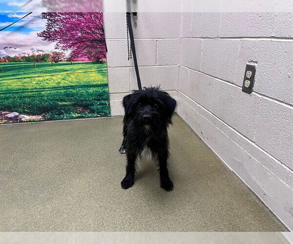 Medium Photo #1 Mutt Puppy For Sale in Moreno Valley, CA, USA