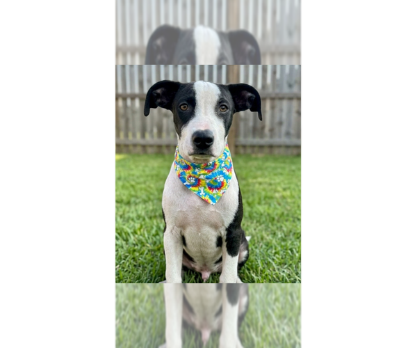 Medium Photo #1 Jack Russell Terrier-Unknown Mix Puppy For Sale in Grovertown, IN, USA