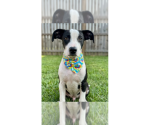 Jack Russell Terrier-Unknown Mix Dogs for adoption in Grovertown, IN, USA