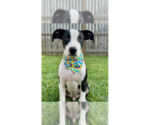 Small Jack Russell Terrier Mix