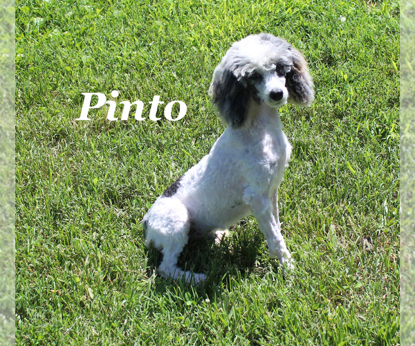 Medium Photo #1 Poodle (Toy) Puppy For Sale in CHANUTE, KS, USA
