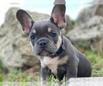 Small Photo #1 French Bulldog Puppy For Sale in METUCHEN, NJ, USA