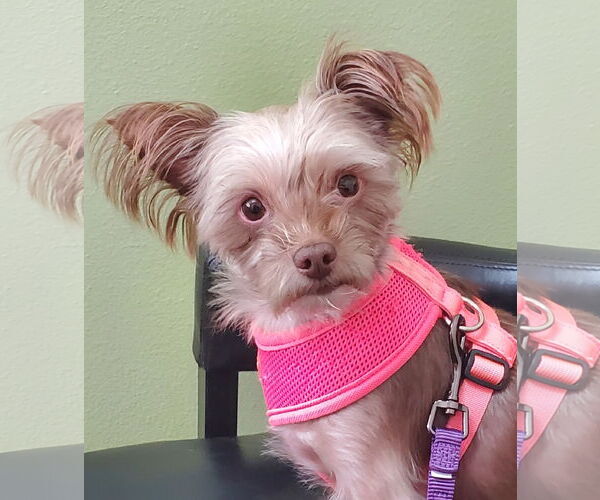 Medium Photo #3 Mutt Puppy For Sale in Temecula, CA, USA