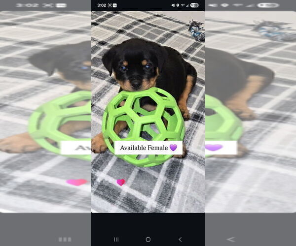 Medium Photo #11 Rottweiler Puppy For Sale in TAUNTON, MA, USA