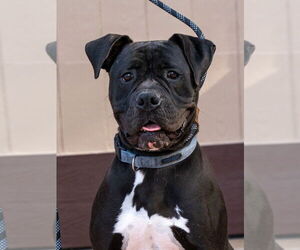 Diesel - Foster or Adopt Me! - Male American Staffordshire Terrier-Boxer Mix Dog for Adoption - Photo #8
