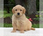 Small Photo #6 Golden Retriever Puppy For Sale in NEWPORT, PA, USA