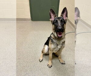 German Shepherd Dog Dogs for adoption in Virginia Beach, VA, USA