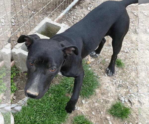 Medium Photo #6 Staffordshire Bull Terrier-Unknown Mix Puppy For Sale in Tracy City, TN, USA