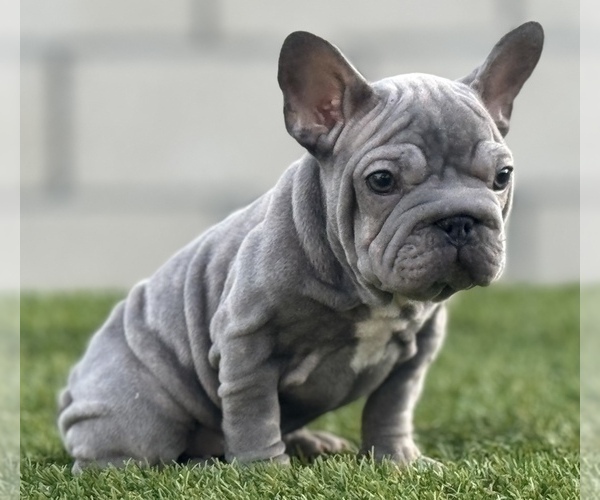 Medium Photo #10 French Bulldog Puppy For Sale in TALLAHASSEE, FL, USA