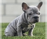 Small Photo #10 French Bulldog Puppy For Sale in TALLAHASSEE, FL, USA