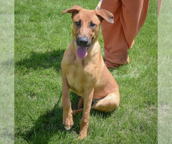 Medium Photo #5 Shepradors Puppy For Sale in Huntley, IL, USA
