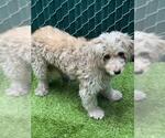 Small Poodle (Miniature)