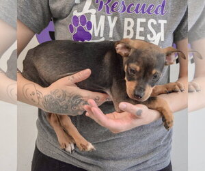Merlot - Female Jack Russell Terrier-Unknown Mix Dog for Adoption - Photo #3