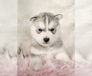 Siberian Husky Puppy for sale in KANSAS CITY, MO, USA
